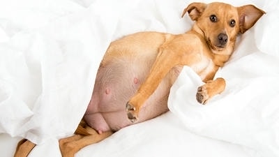 Caring for Pregnant Pets: What to Expect and How to Provide Support
