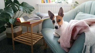 How to Create a Pet-Friendly Home That's Stylish and Functional